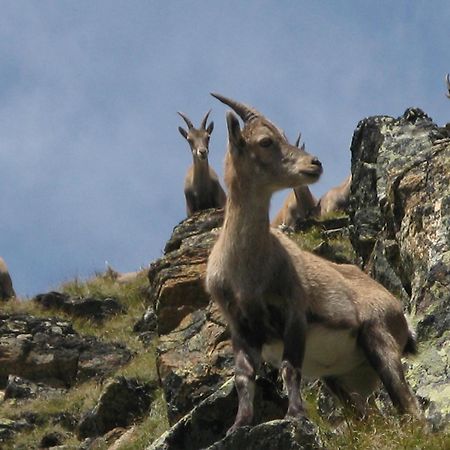 Silva Peak Residences Galtuer - Paznaun - Inkl Premium Silvretta Card Eksteriør bilde