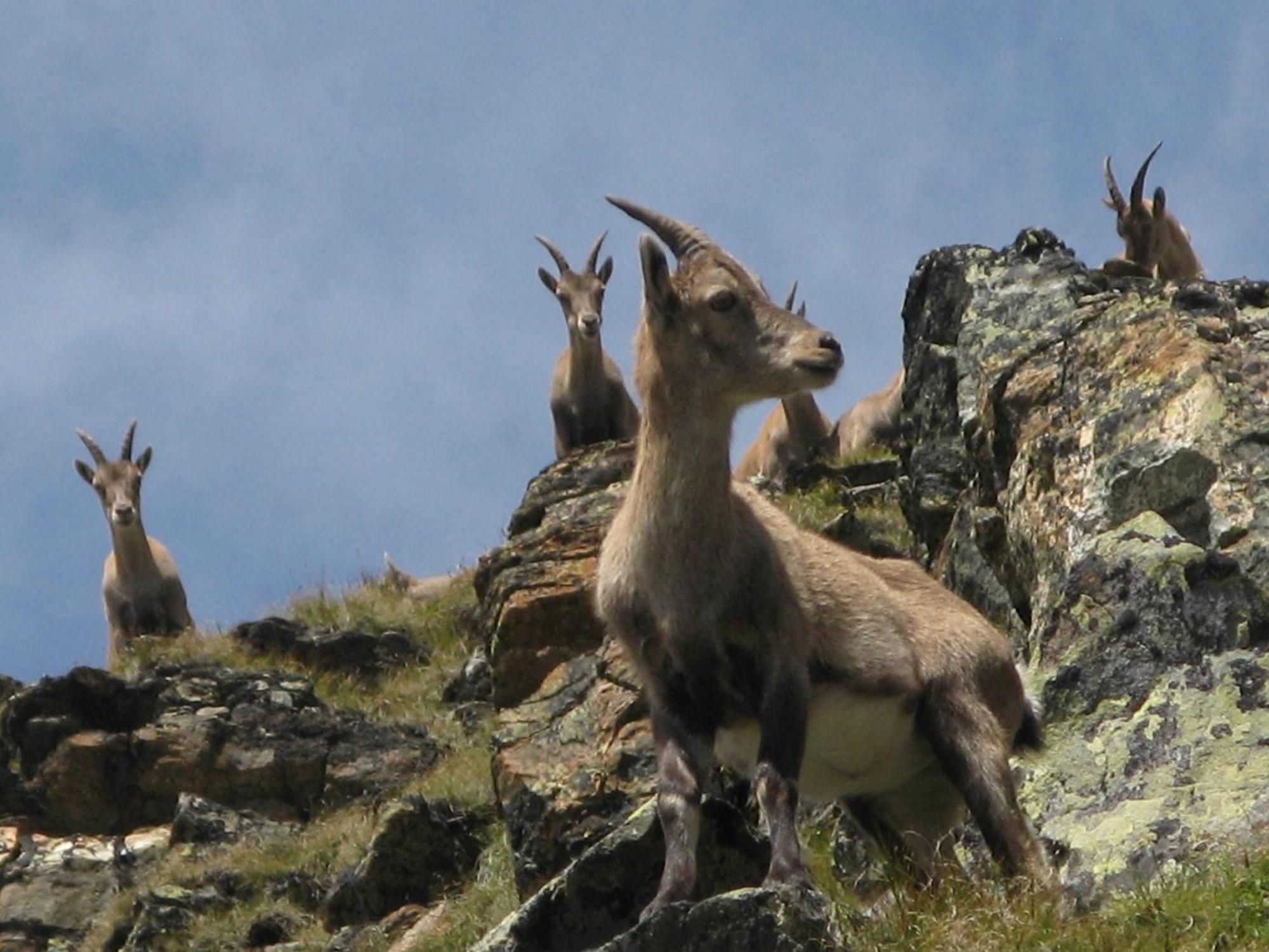 Silva Peak Residences Galtuer - Paznaun - Inkl Premium Silvretta Card Eksteriør bilde